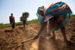 Rising food prices and poor rains fuel fears of hunger crisis in Darfur
