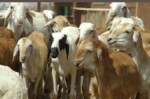 Eid sheep prices expose warped economics of Sudan war