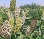 شكاوي من مزارعي حلفا الجديدة والبرقيق وكرم البلد بالشمالية