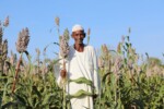 Sudan: New Halfa farmers face 80% cost hike