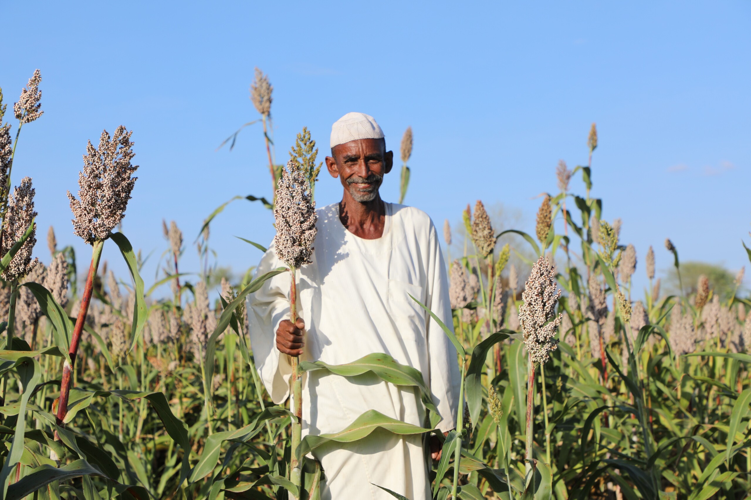 Sudan: New Halfa farmers face 80% cost hike