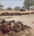 مقتل وإصابة 9 أشخاص ونفوق أكثر من 250 رأس من الماشية في غارة جوية