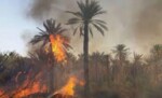 حريق هائل في مزارع النخيل بمحلية دلقو لعشر ساعات