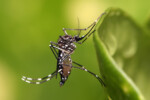 Malaria, dengue, typhoid spread as mosquitos multiply in Sudan capital