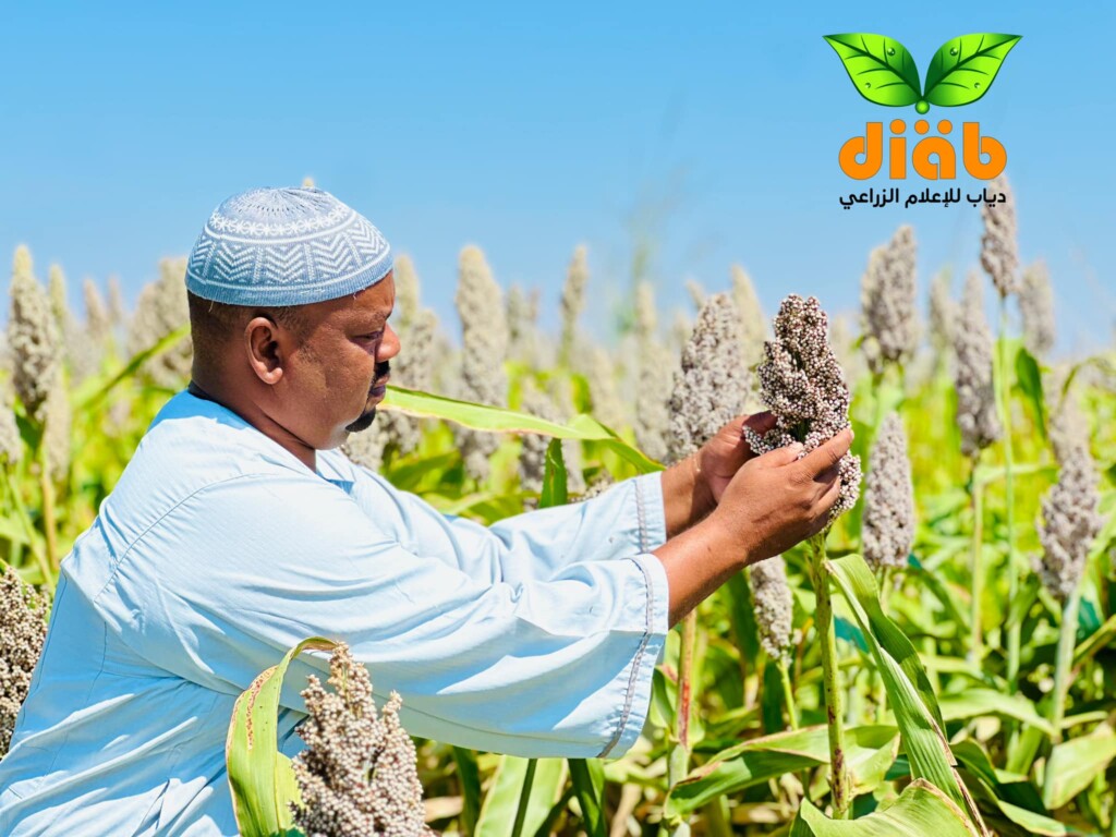 الزراعة في حلفا الجديدة