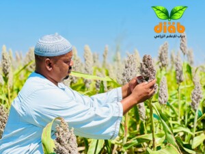 الزراعة في حلفا الجديدة