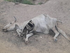 نفوص=ق حيوانات يعتقد أنه بسبب انشطة التعدين في التقوله بجنوب كردفان