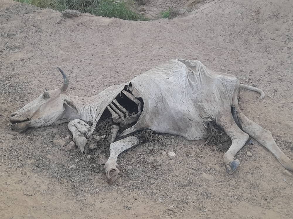 نفوص=ق حيوانات يعتقد أنه بسبب انشطة التعدين في التقوله بجنوب كردفان