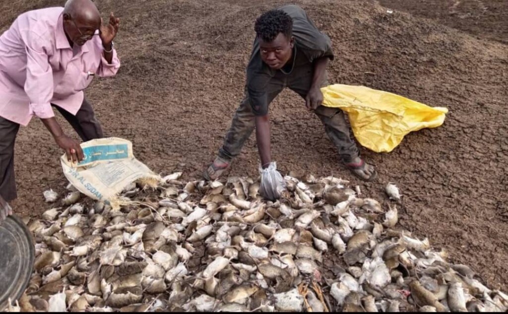 نفوق الفئران في ولاية كسلا -يناير 2026-راديو دبنقا