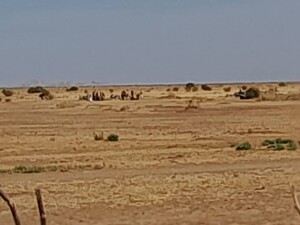 مليشيات تفؤض حصارا على معسكر شداد بشمال دارفور -2022-إعلام المنسقية العامة للنازحين واللاجئين