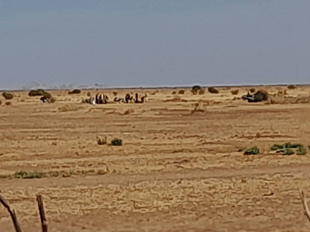 مليشيات تفؤض حصارا على معسكر شداد بشمال دارفور -2022-إعلام المنسقية العامة للنازحين واللاجئين