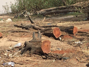 القطع الجائر لغابة السنط في الخرطوم - ارشيفية - وسائل التواصل