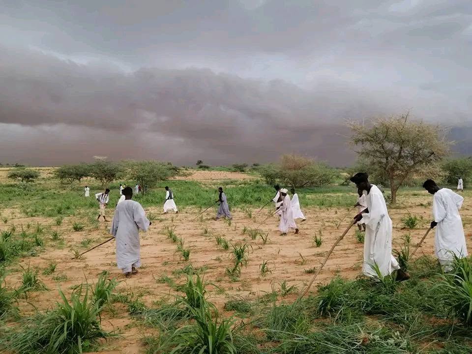 الزراعة في كردفان-09 سبتمبر 2026-وسائل التواصل