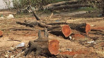 Expert: ‘60% of Sudan’s forests lost since 1990’