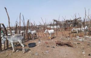 سوق الحمير في مايو بجنوب الخرطوم -ارشيف - وسائل التواصل
